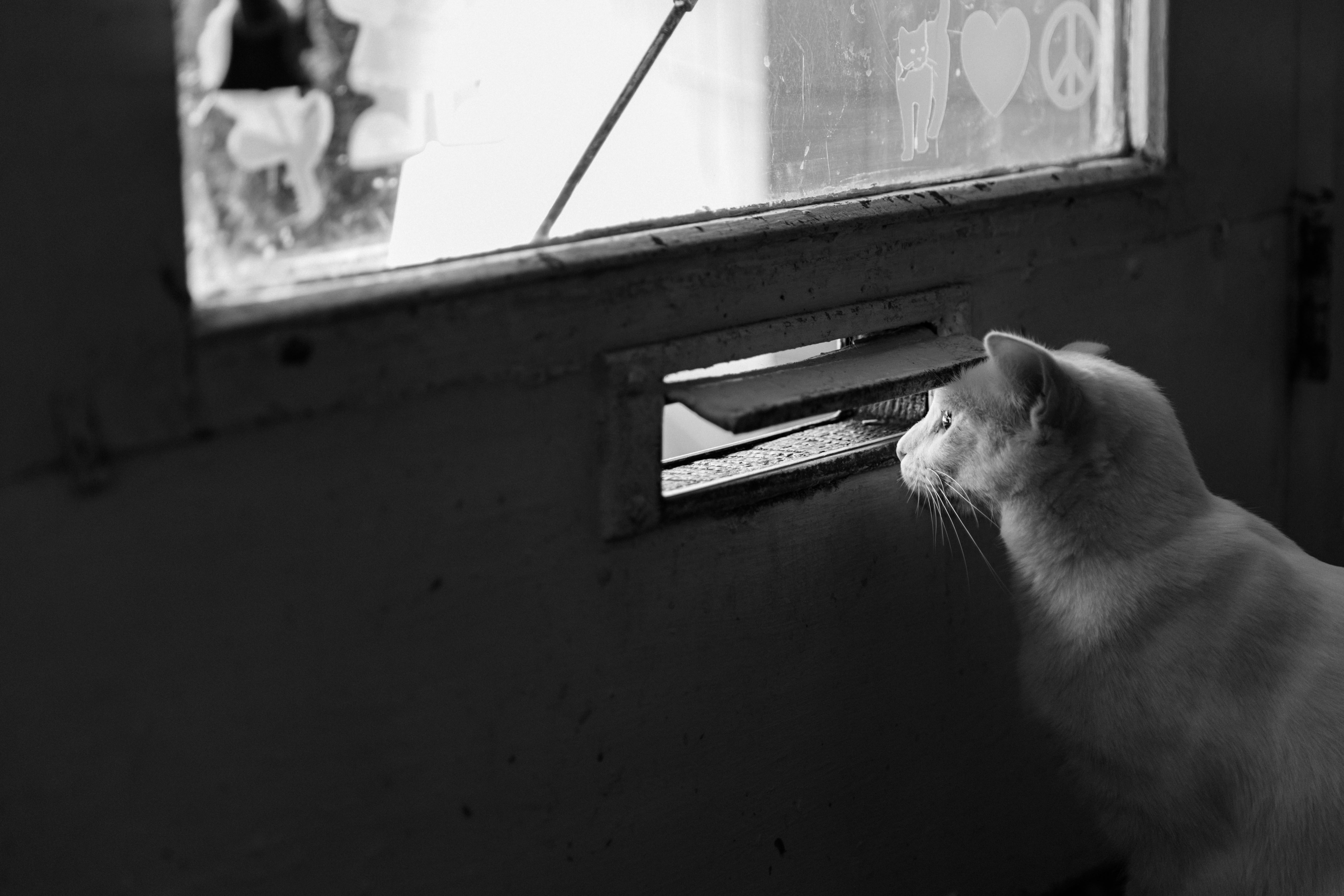 gratisography cat looking out mail slot dont be a shut in